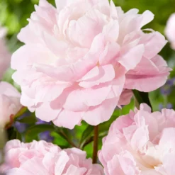 Peony Nancy Nora -Plant Bargain Shop Peony Nancy Nora 3