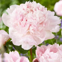 Peony Nancy Nora -Plant Bargain Shop Peony Nancy Nora 4