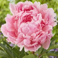 Peony Pietertje Vriend Wagenaar