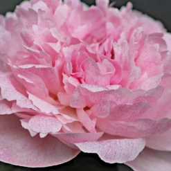 Peony Pietertje Vriend Wagenaar -Plant Bargain Shop Peony Pietertje Vriend Wagenaar 3 scaled