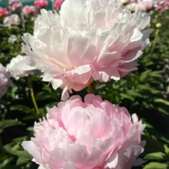 Peony Pillow Talk 6 Peony Pillow Talk -Plant Bargain Shop Peony Pillow Talk 3