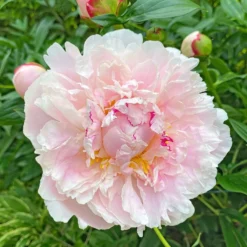 Peony Raspberry Sundae -Plant Bargain Shop Peony Raspberry Sundae 3