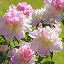 Peony Raspberry Sundae -Plant Bargain Shop Peony Raspberry Sundae 4