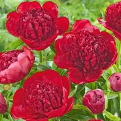 Peony Red Charm