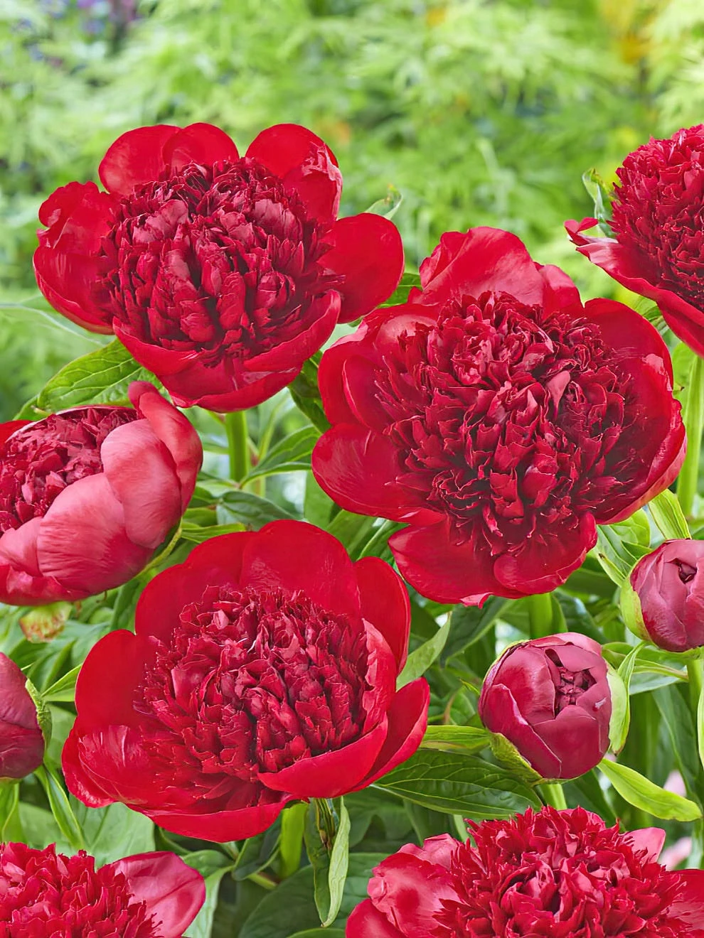 Peony Red Charm 1 Peony Red Charm