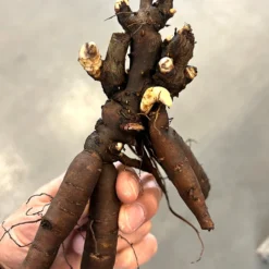 Peony Bartzella -Plant Bargain Shop Peony Root ddf1c842 ebfe 463c 9f7e af181335a374 1