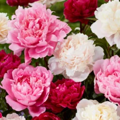 Peony Rosette Collection