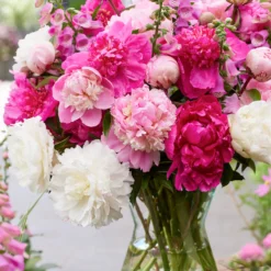 Peony Rosette Collection -Plant Bargain Shop Peony Rosette Collection 3