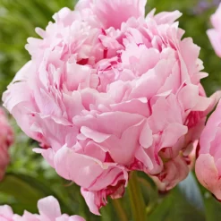 Peony Sarah Bernhardt