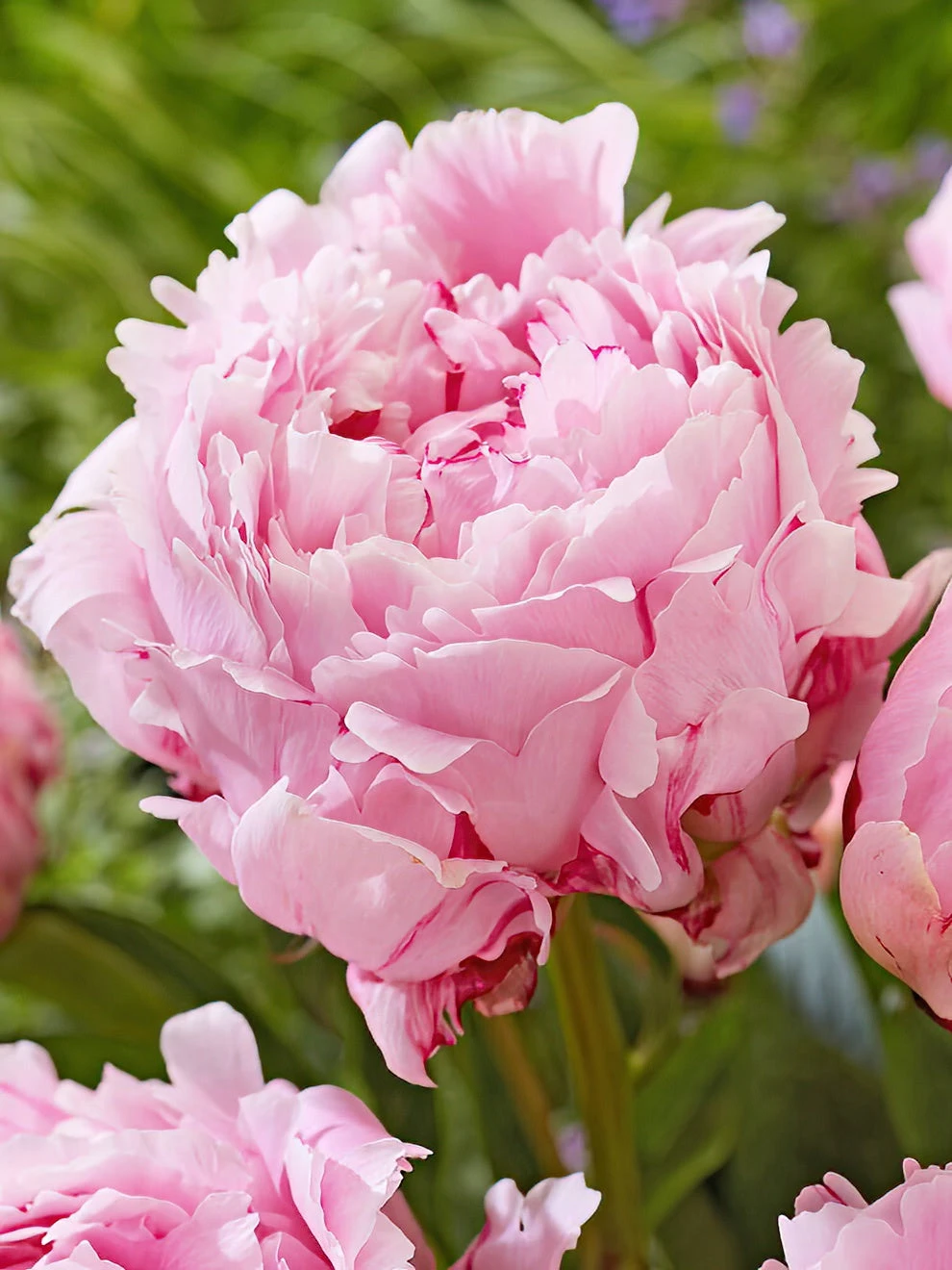 Peony Sarah Bernhardt 1 Peony Sarah Bernhardt
