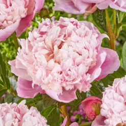 Peony Shirley Temple