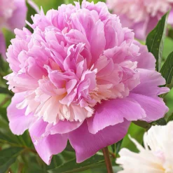Peony Sorbet -Plant Bargain Shop Peony Sorbet 1 d4387e5b a92e 4433 831c 808d7f1e78b4