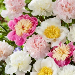 Peony Sweet Caroline Collection