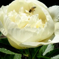 Peony Vanilla Schnapps -Plant Bargain Shop Peony Vanilla Schnapps 3