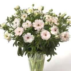 Ranunculus Butterfly Ariadne