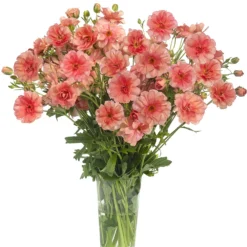 Ranunculus Butterfly Eris