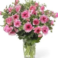 Ranunculus Butterfly Hera