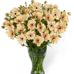 Ranunculus Butterfly Hestia