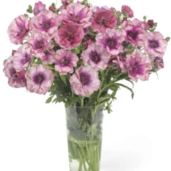 Ranunculus Butterfly Thiva