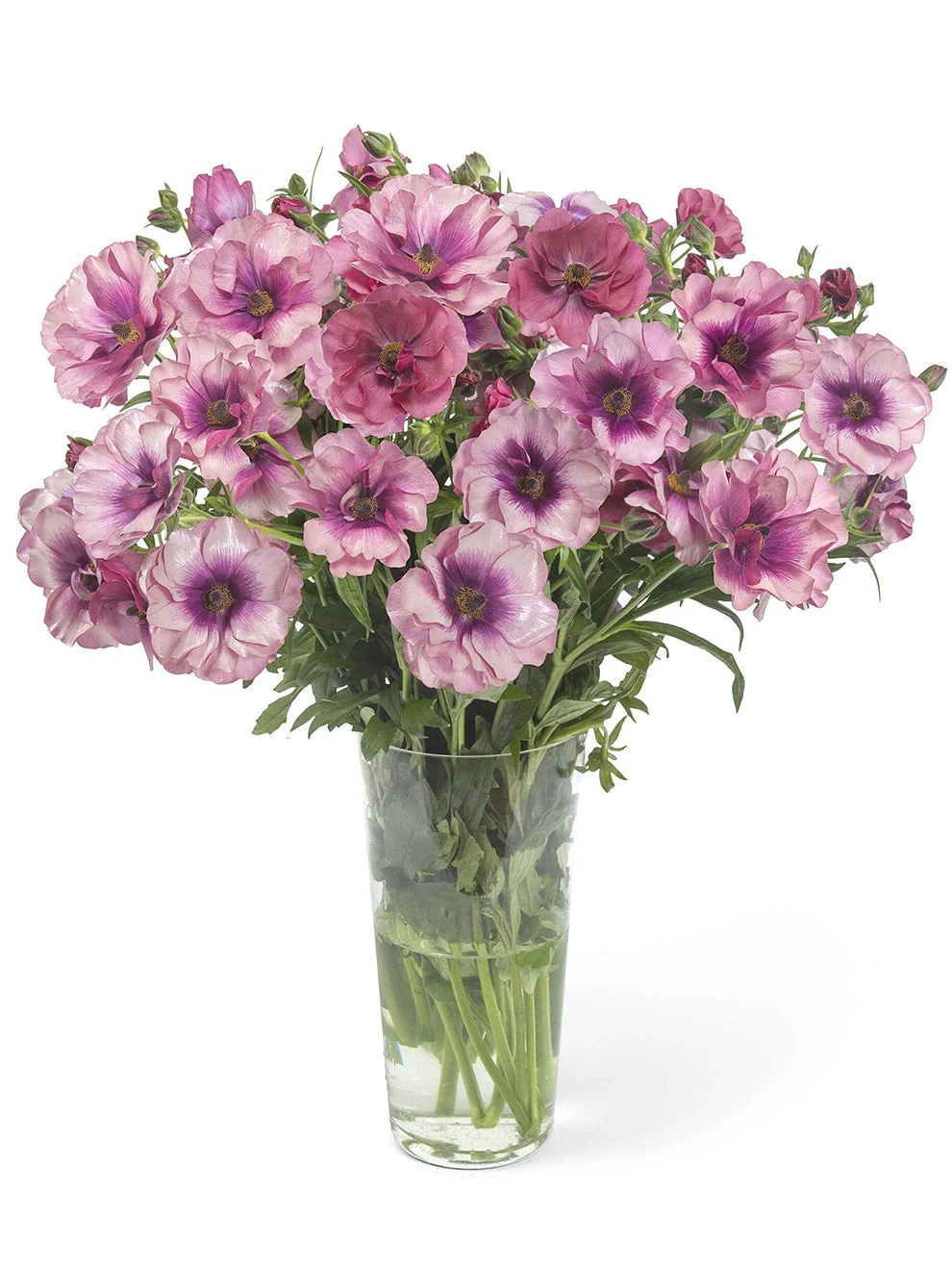 Ranunculus Butterfly Thiva 1 Ranunculus Butterfly Thiva