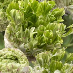 Ranunculus Crown Giverny -Plant Bargain Shop Ranunculus Crown Giverny 2