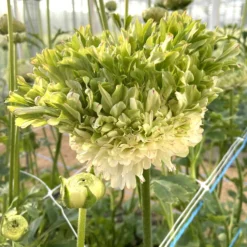 Ranunculus Crown Giverny -Plant Bargain Shop Ranunculus Crown Giverny 3