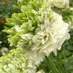 Ranunculus Crown Giverny