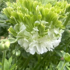 Ranunculus Crown Giverny -Plant Bargain Shop Ranunculus Crown Giverny 6