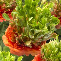 Ranunculus Crown Nervion -Plant Bargain Shop Ranunculus Crown Nervion 2