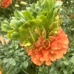 Ranunculus Crown Nervion