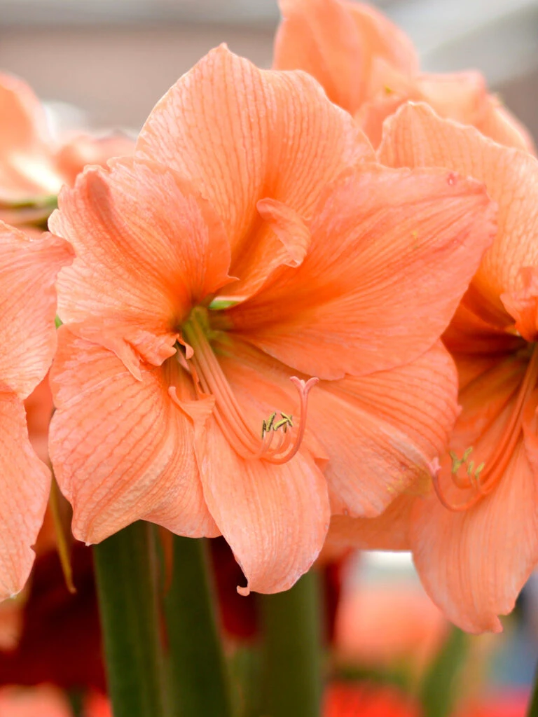 Plant Bargain Shop 17 Plant Bargain Shop -Plant Bargain Shop Jumbo Amaryllis Rilona 1 768x1024 1