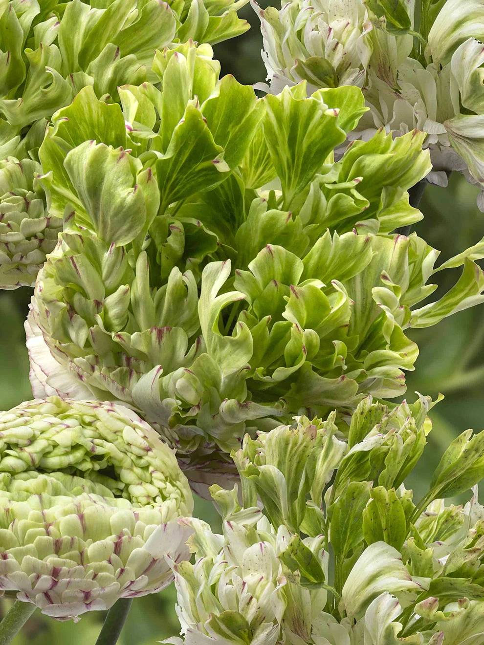 Plant Bargain Shop 36 Plant Bargain Shop -Plant Bargain Shop Ranunculus Crown Giverny 2