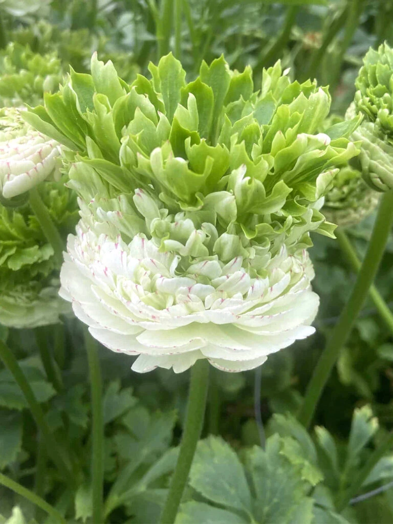 Plant Bargain Shop 35 Plant Bargain Shop -Plant Bargain Shop Ranunculus Crown Giverny 5 768x1024 1