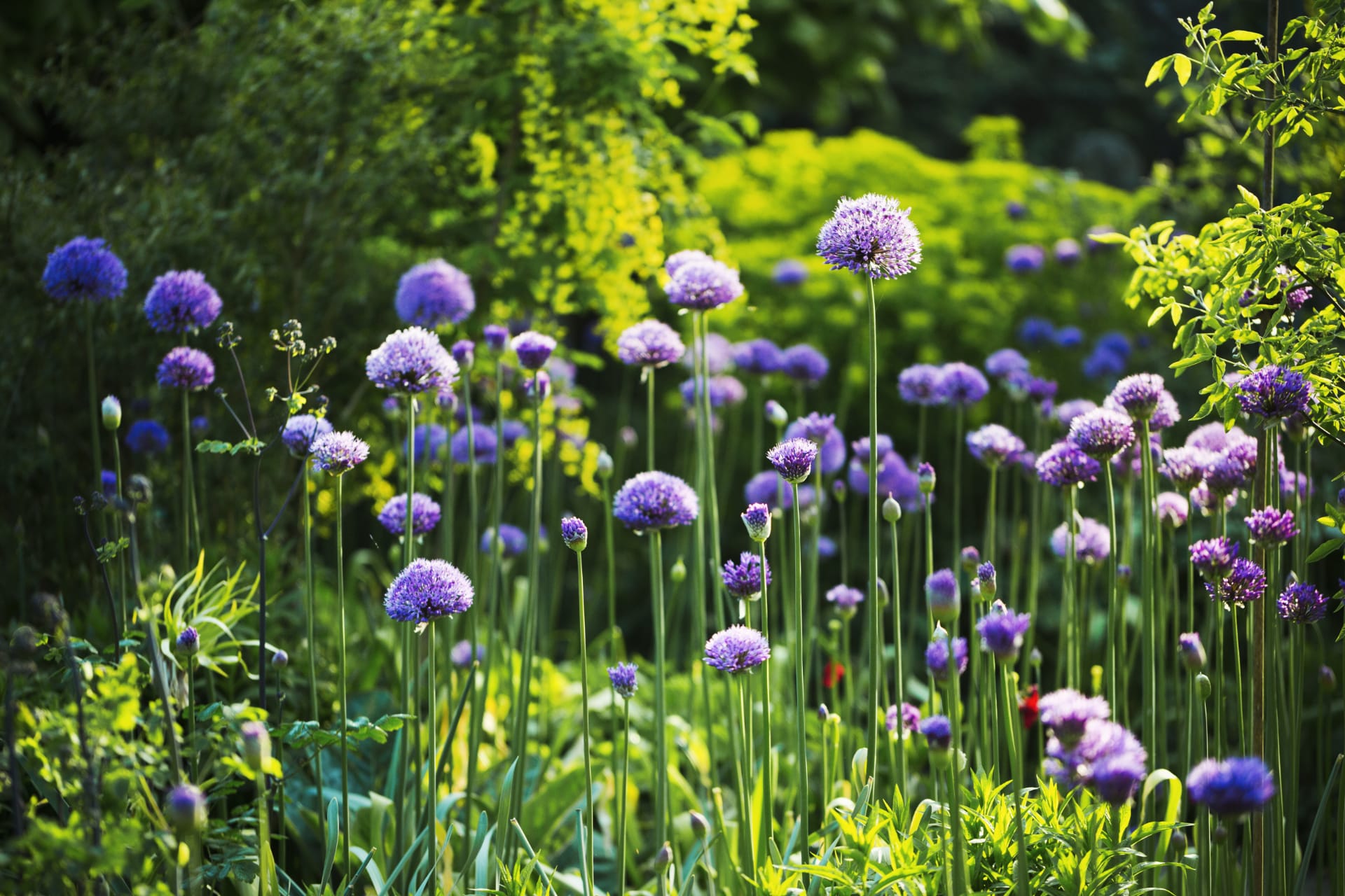 Plant Bargain Shop -Plant Bargain Shop allium purple