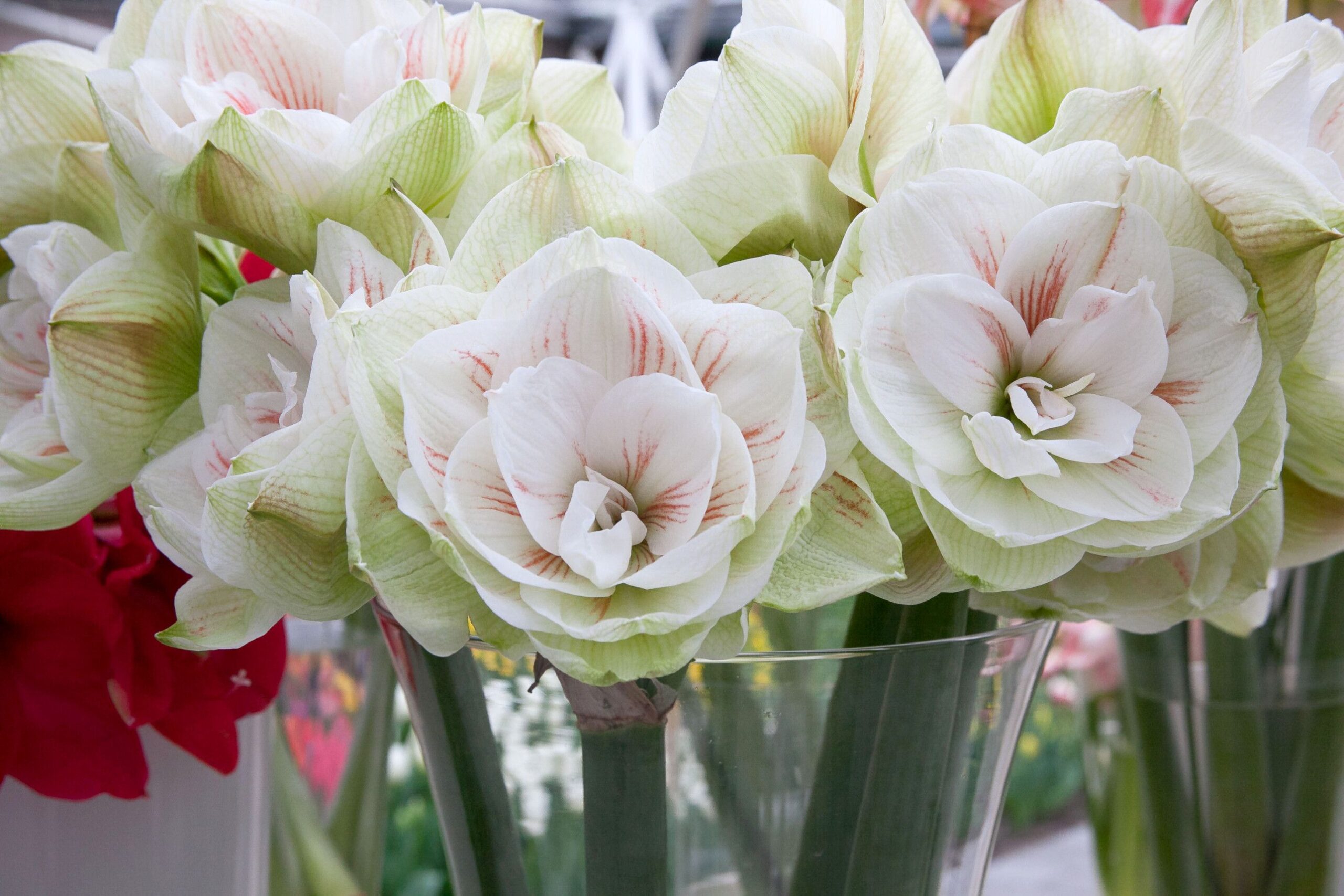 Plant Bargain Shop 1 Plant Bargain Shop -Plant Bargain Shop amaryllis nymph 1634237886 scaled